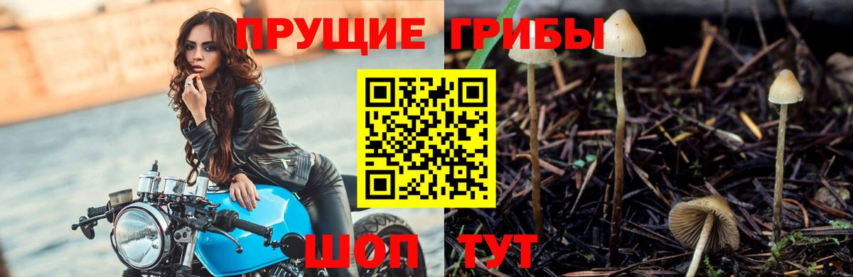 Псилоцибиновые грибы MAGIC MUSHROOMS  Вход с VPN  Оренбург 